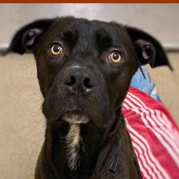 Meet your Posher, Susanna - Picture 1 of 1